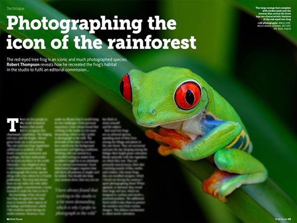 Photographing-the-icon-of-the-rainforest-620x465