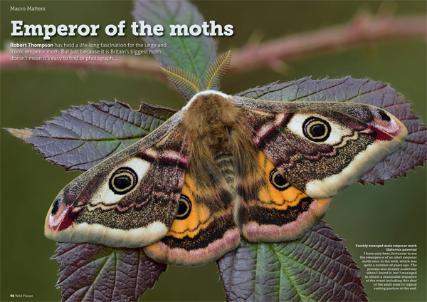 Emperor of Moths